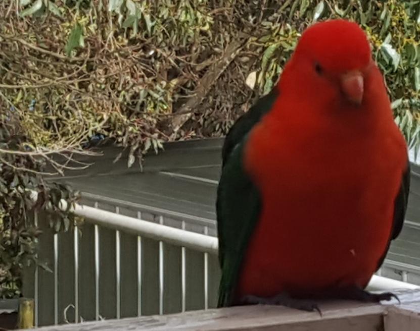 Wilsons Promontory Motel Foster Esterno foto